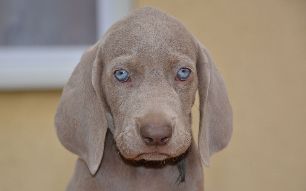 silver weimaraner puppies