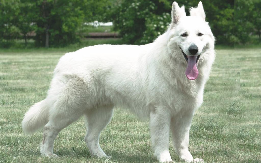 White Swiss Shepherds Puppies Breed 