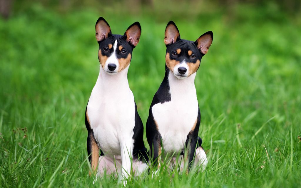 Basenji Puppies Breed information & Puppies for Sale