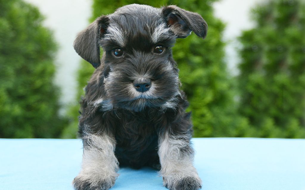 german schnauzer puppies