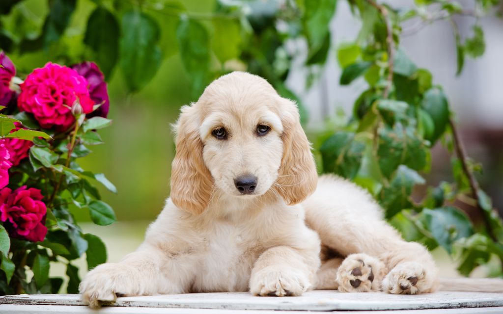Afghan Hound Puppies Breed Information Puppies For Sale