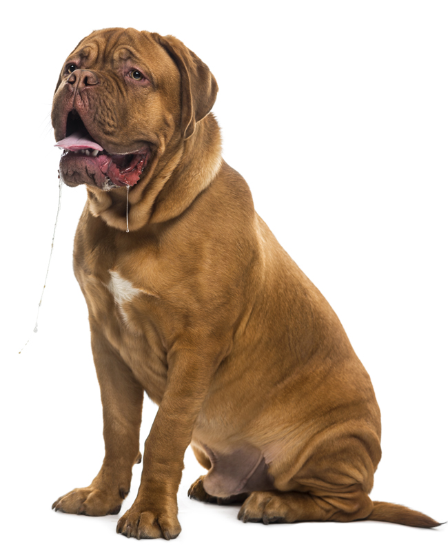 french mastiff bulldog