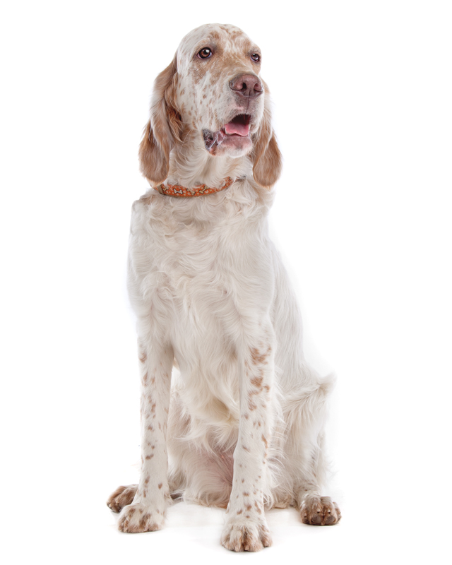 English Setter Puppies Breed information & Puppies for Sale