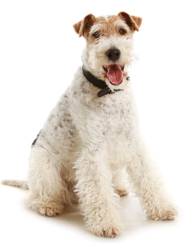 P Dog Training P Dog Training