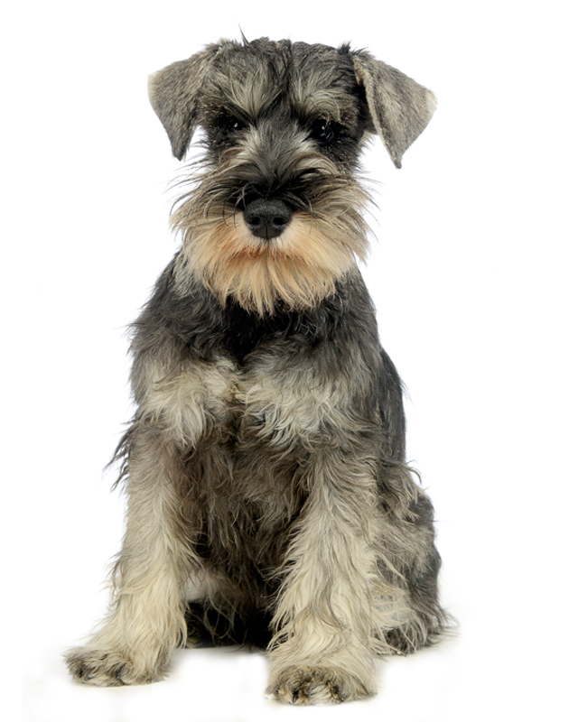 schnauzer for sale