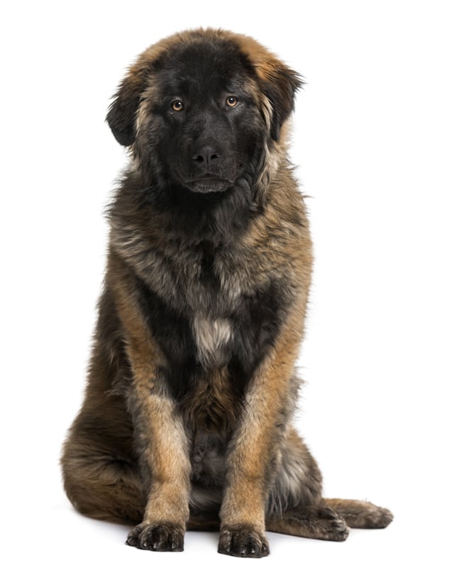 Leonberger Puppies Breed information & Puppies for Sale