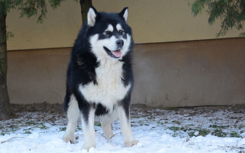 Alaskan Malamute Breed | Dog Breed information & Pictures