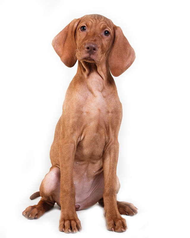 vizsla puppies breed information puppies for sale
