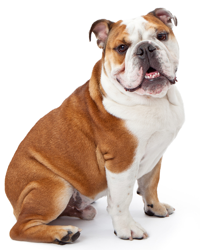 miniature-english-bulldog-featured.jpg