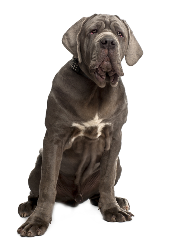 Neapolitan Mastiff Puppies Breed information & Puppies for ...