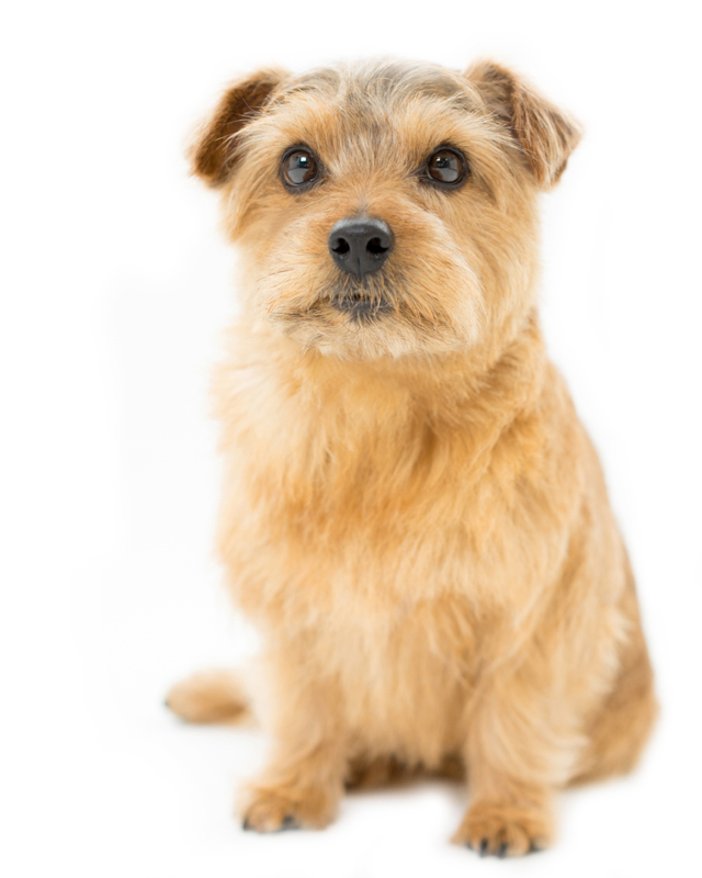 norfolk terrier puppies for sale