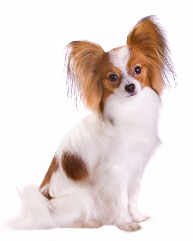 40 Top Pictures Papillon Puppies For Sale In Nc - AKC Papillon Puppies for Sale in Eureka, Kansas Classified ...