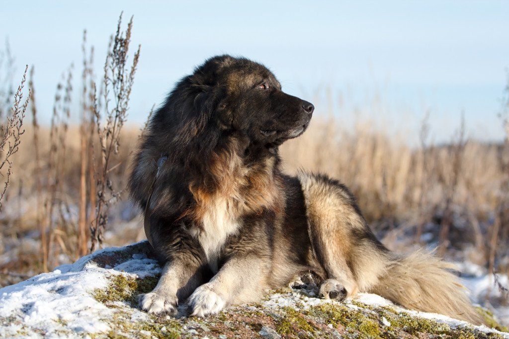 caucasian rottweiler mix