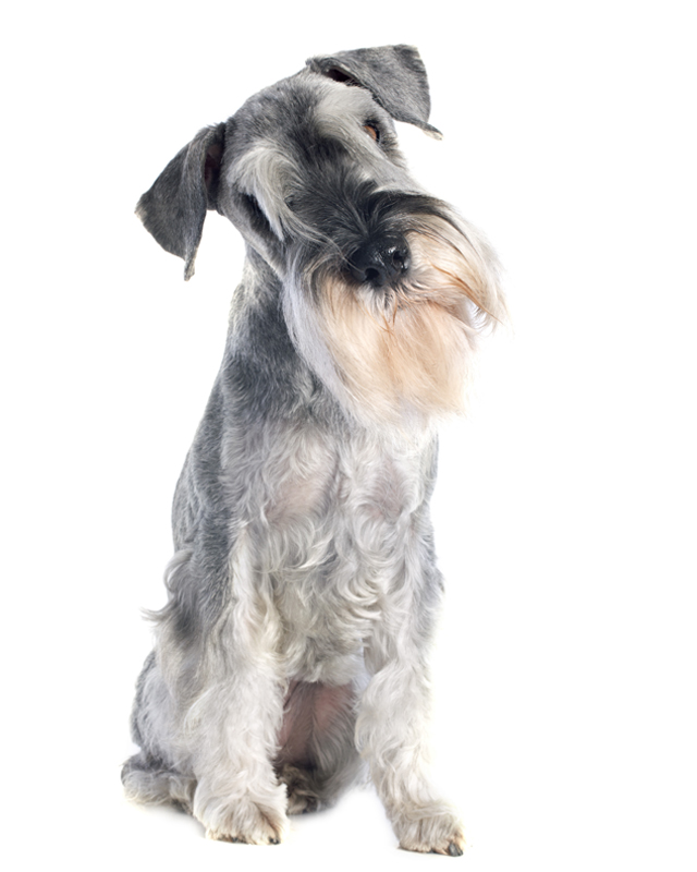 standard schnauzer puppies for sale in standard schnauzer puppies breed information puppies for sale standard schnauzer puppies for sale in standard schnauzer puppies breed information puppies for sale