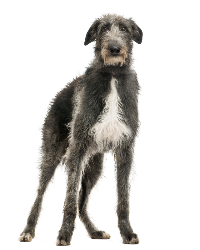 deerhound puppy