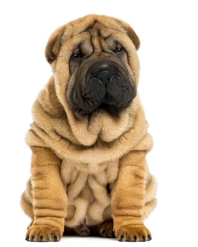 cost of a shar pei