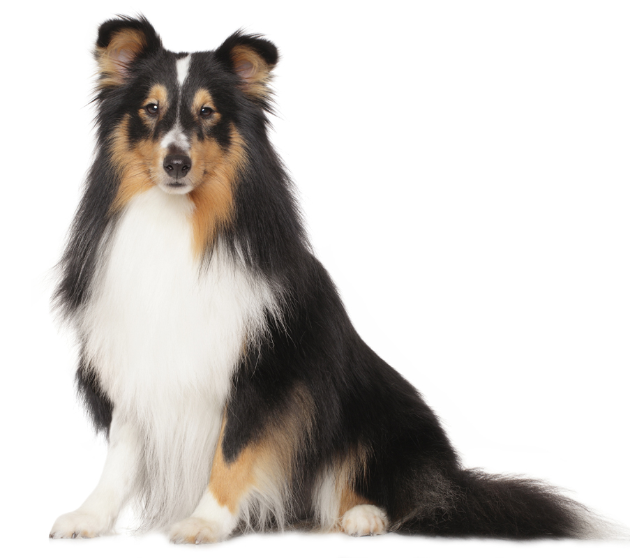 Shetland Sheepdog Puppies Breed information & Puppies for Sale