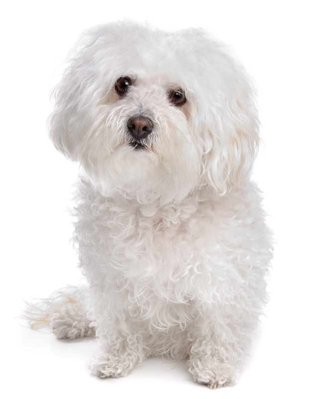 white bolognese puppies sale bolognese puppies breed information puppies for sale white bolognese puppies sale bolognese puppies breed information puppies for sale