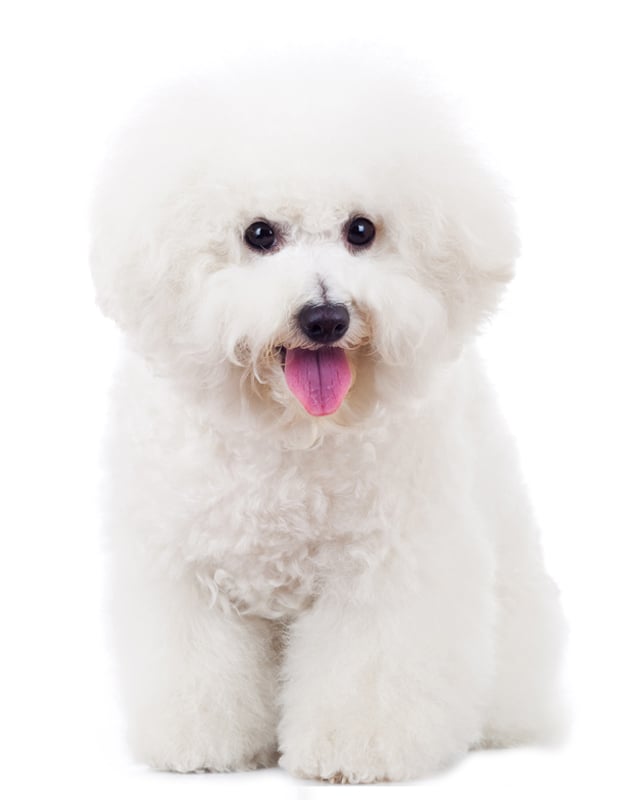 Bichon Frise Puppies Breed Information Puppies For Sale