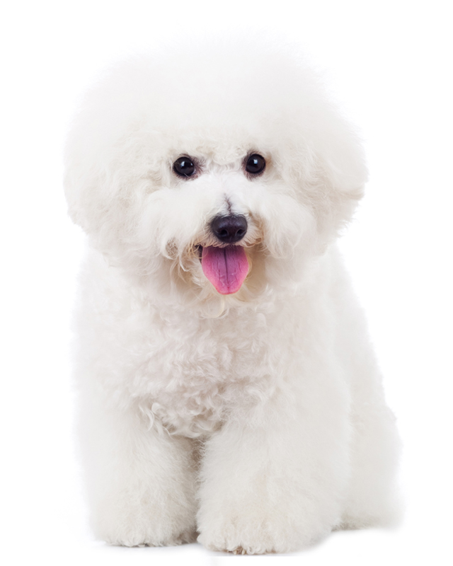 small white poodle like dog with a silky loosely curling coat