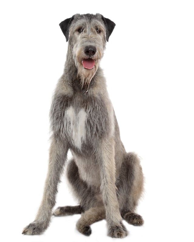 Details about   Puppy In My Pocket Series 2 Irish Wolfhound Eileen 