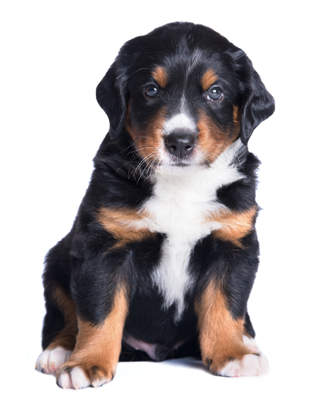 appenzeller sennenhund breeder