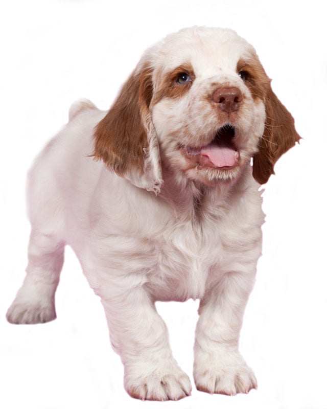 clumber spaniel for sale near me