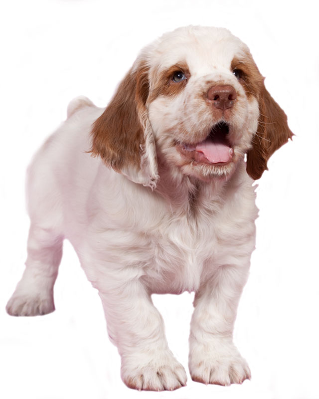 clumber spaniel cocker spaniel