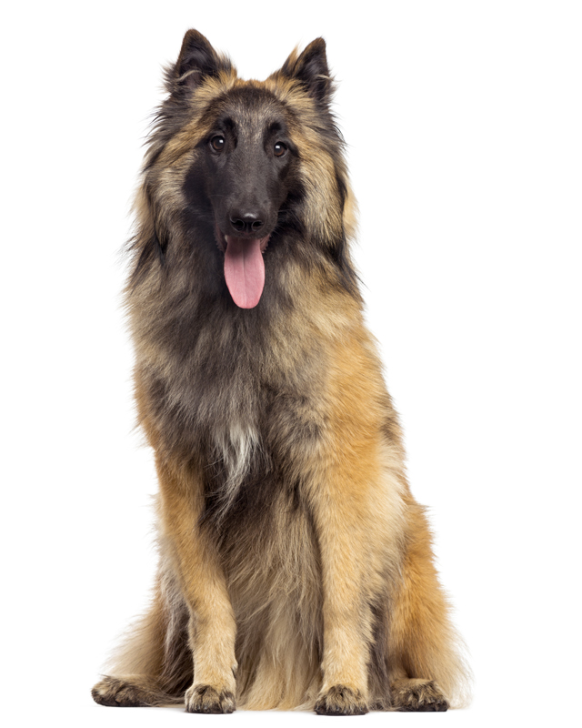 tervuren dog breed