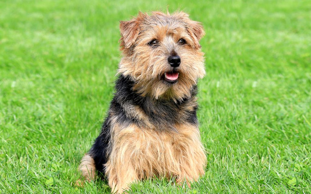 Norfolk Terrier Puppies Breed information & Puppies for Sale