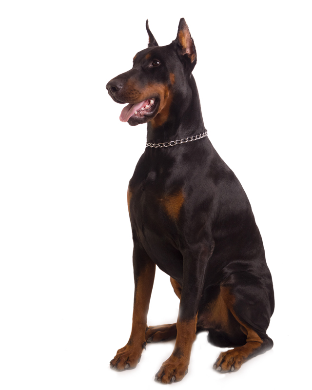 88+ Doberman High Breed Dog