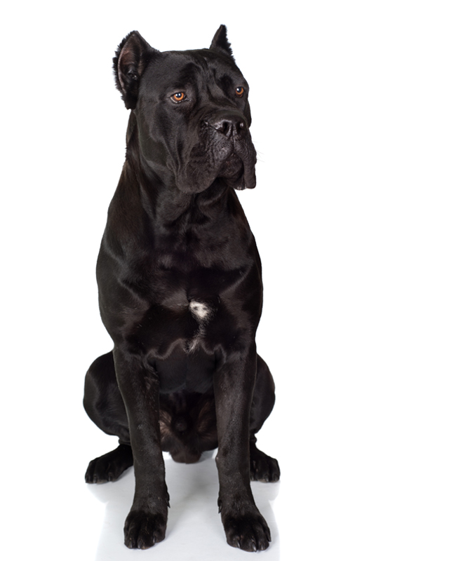 Cane Corso Puppies Breed Information Puppies For Sale