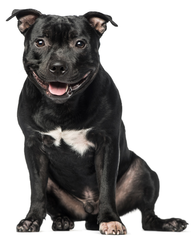 miniature staffordshire bull terrier for sale