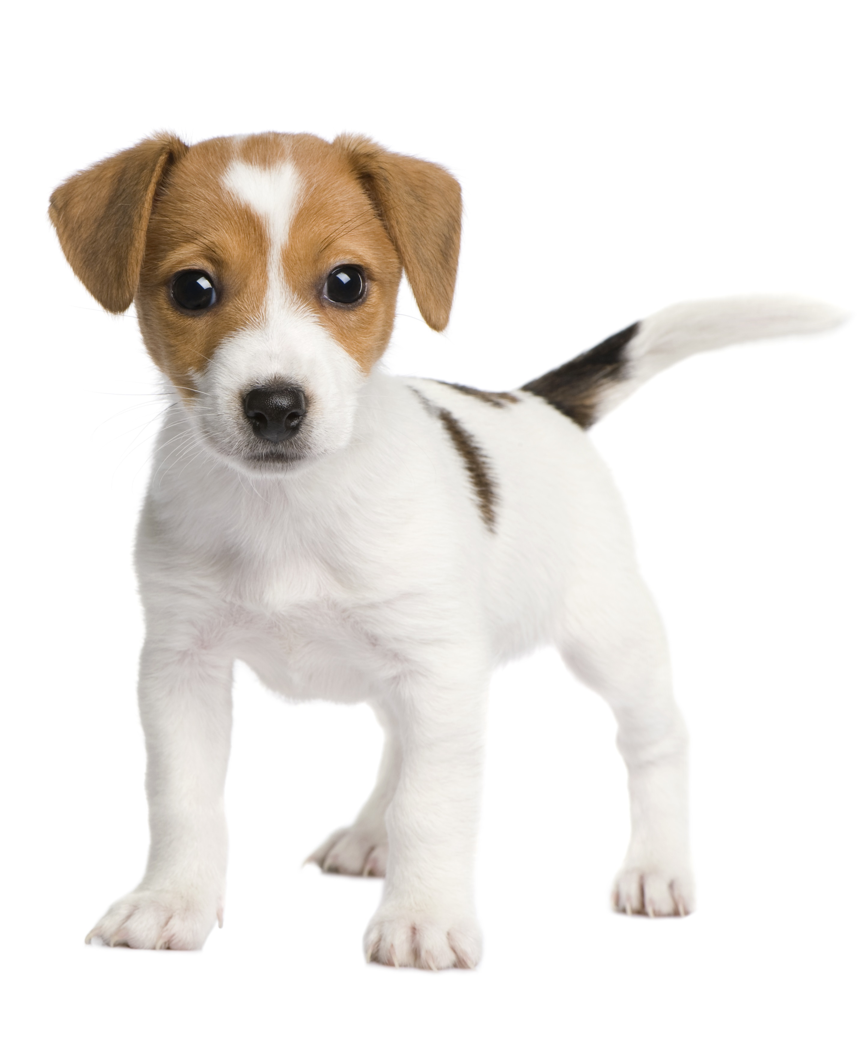 parson russell terrier puppy