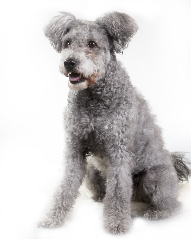 miniature pumi dog