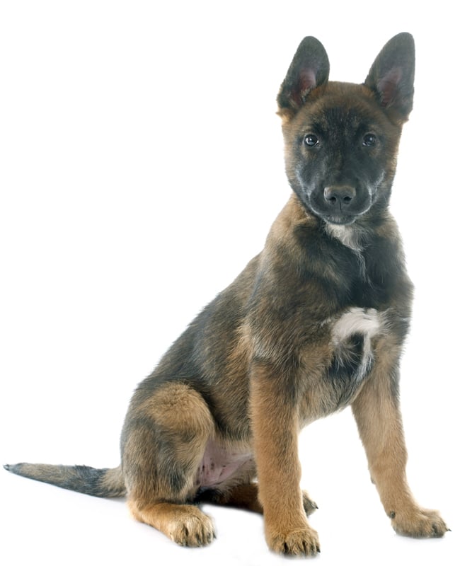 Belgian Malinois Puppies Breed information & Puppies for Sale