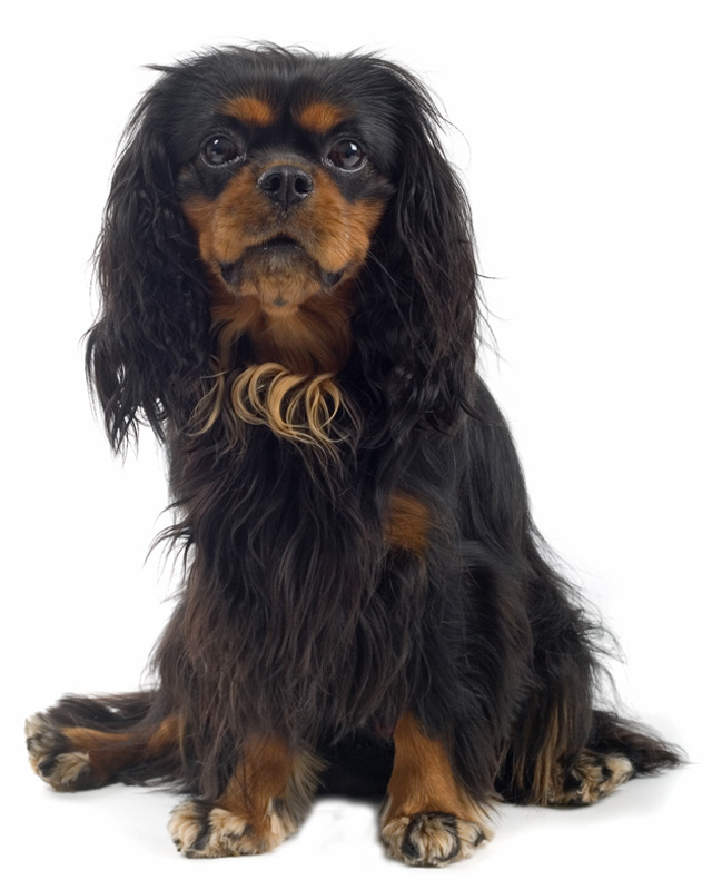 English Toy Spaniel image