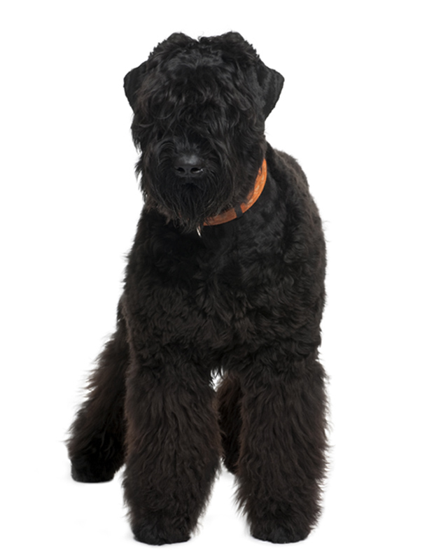 Black Russian Terrier Puppies Breed Information