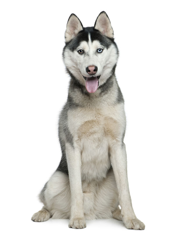 reputable husky breeders