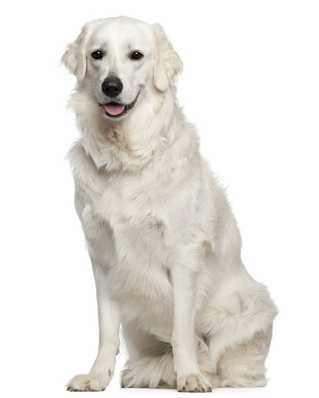 cane kuvasz