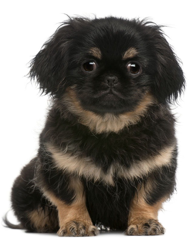 Información de Perros de la Raza Pequinés & Perros en venta