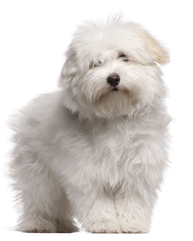 coton de tulear price