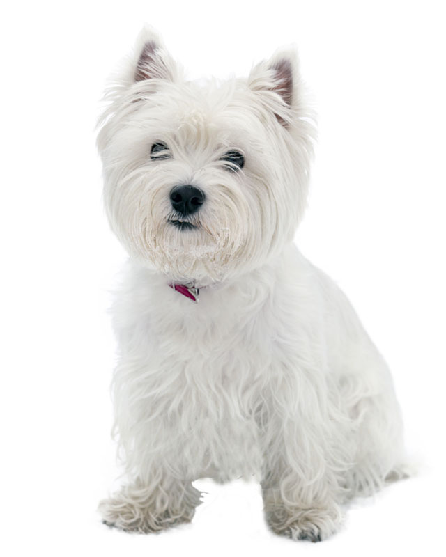 westie terrier puppies for sale