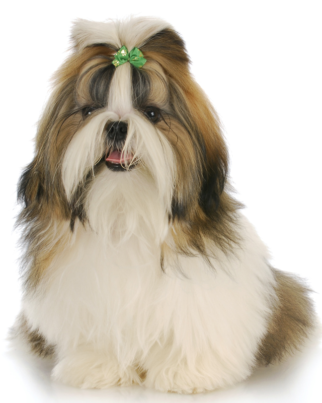 Shih Tzu Puppies Breed Information Puppies For Sale