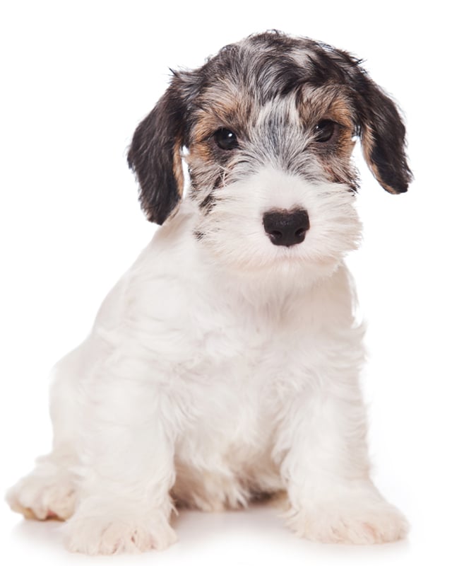 working sealyham terrier puppies for sale