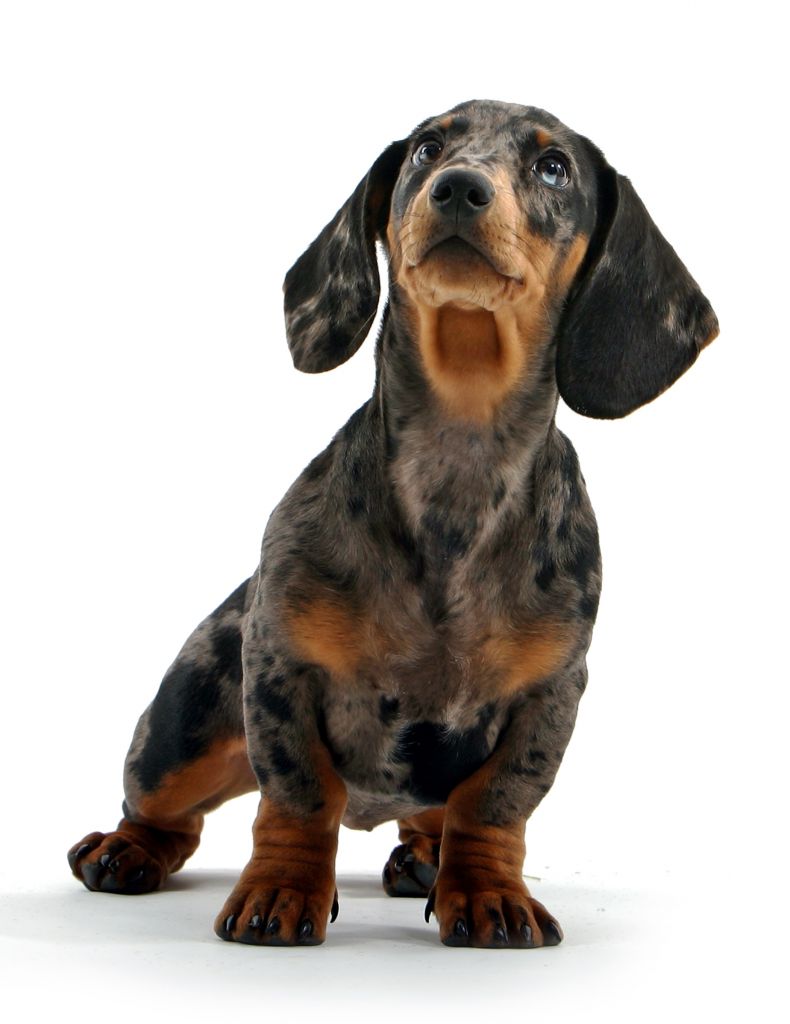 Dachshund Dog Breed Information Pictures Of Puppies