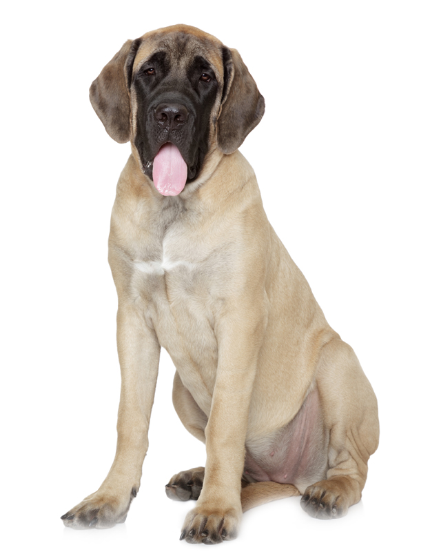 english mastiff