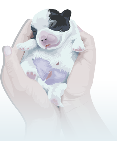 small-dog-in-hand