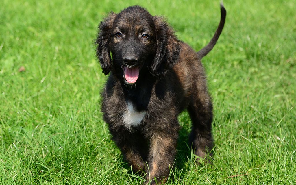 Afghan Hound Puppies Breed Information Puppies For Sale