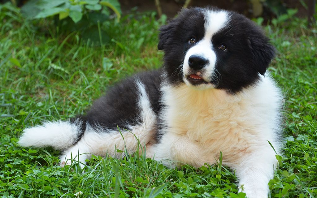 Border Collie Puppies Breed information &amp; Puppies for Sale